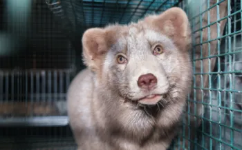 Fox fur farm investigation in Finland, carried out by Humane World for Animals in collaboration with Finnish animal protection group Oikeutta eläimille in late October 2024.